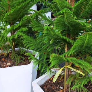 [พร้อมส่ง] ต้นสนฉัตร (Norfolk island pine) ขนาด 60cm-110cm (ราคาต่อ1ต้น) *ไม่รวมกระถาง*