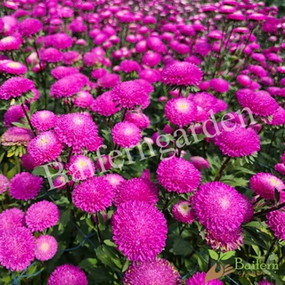 ต้นกล้าดอกแอสเตอร์คละสี ดอกไม้กินได้ ดอกสวยมาก ปลูกประดับสวน ลานบ้าน