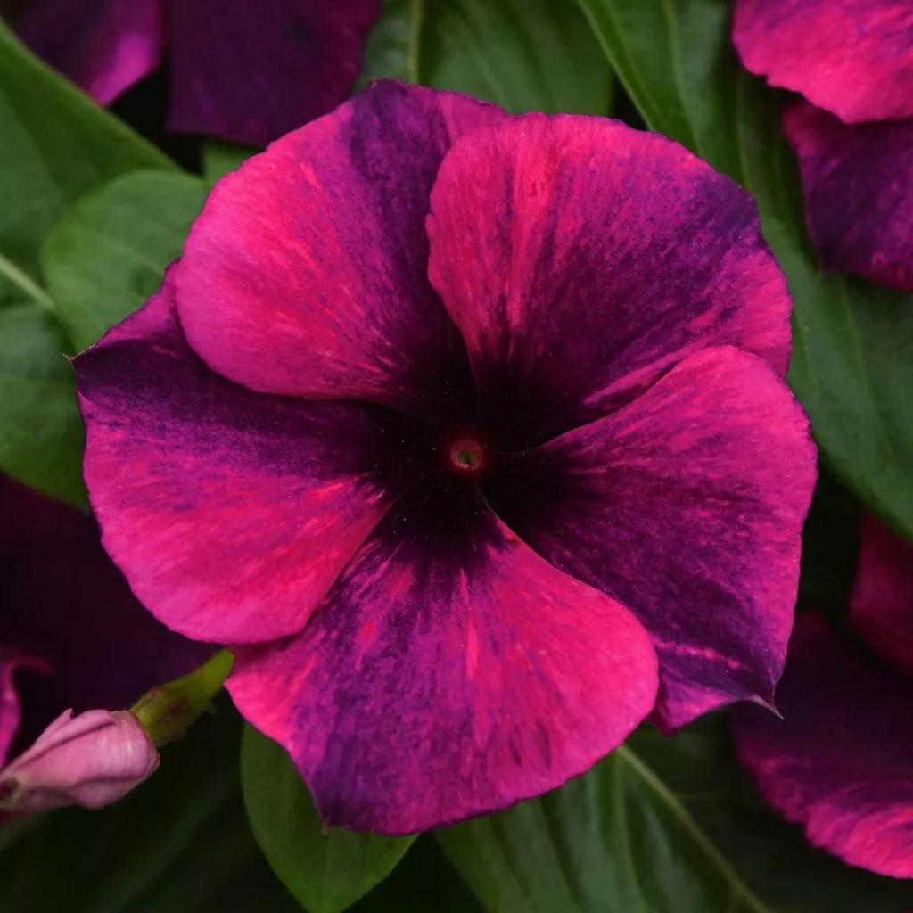 25 เมล็ด ดอกแพงพวย แพงพวยฝรั่ง แพงพวยบก นมอิน Vinca Seeds สายพันธุ์ แทตทู แบล็ก เชอร์รี่