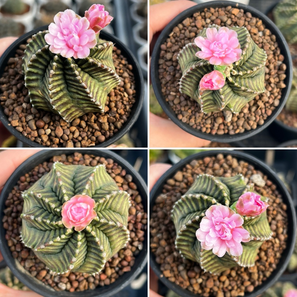 Gymnocalycium: ยิมโน โคลนขนมชั้น แคคตัส กระบองเพชร