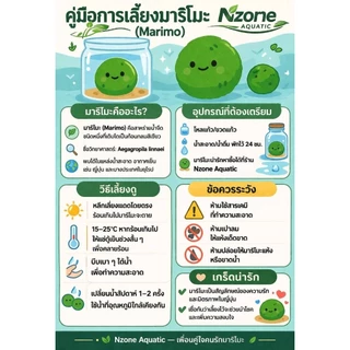 marimoมาริโมะเบบี้จิ๋ว ขนาด0.5cm น่ารักสายพันธุ์ โตไวขนสวย