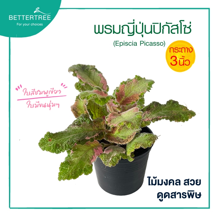 พรมญี่ปุ่นปิกัสโซ่ กระถาง 3 นิ้ว  (Episcia Picasso) ไม้คลุมดิน พรมญี่ปุ่น