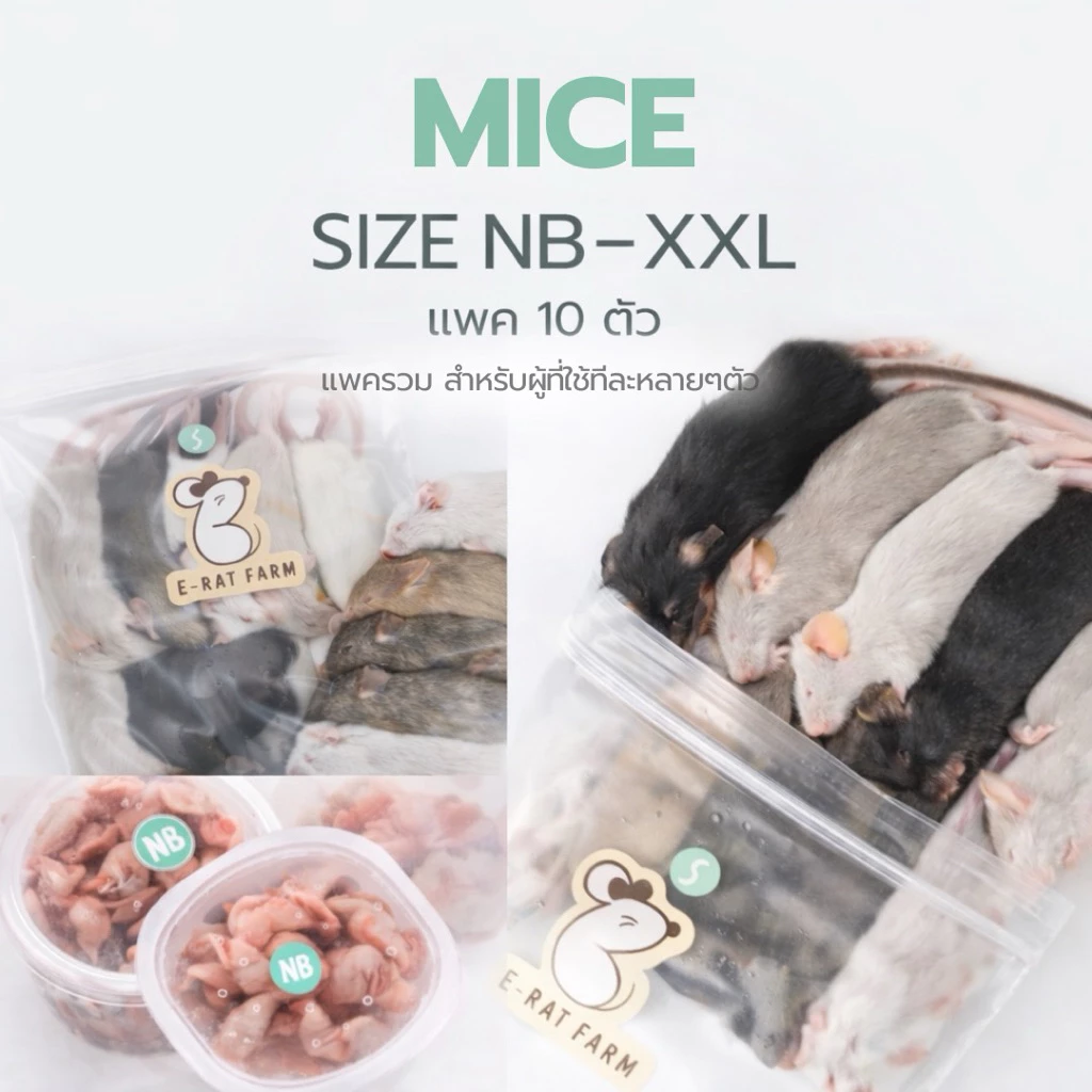 หนูแช่แข็ง Mice NB–XXL แพค 10 ตัว | E-Rat Farm อาหารงูขายมานาน7 ปี