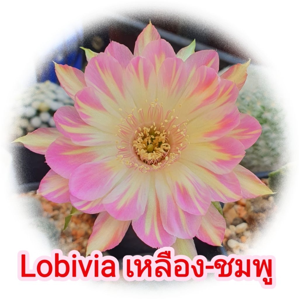 โลบิเวีย (Lobivia) แคคตัส ดอกเหลือง-ชมพู ไม้กราฟ ไม้อวบน้ำ