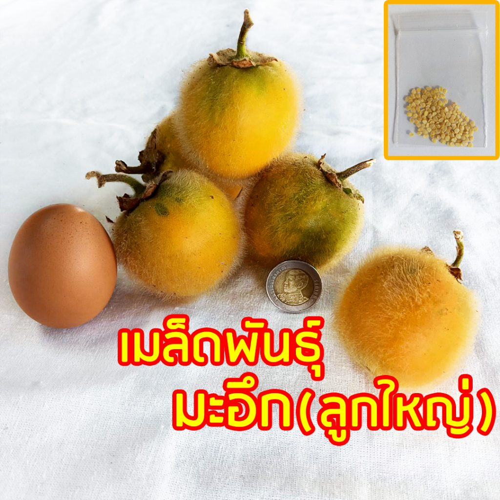 เมล็ดมะอึก พันธ์ุลูกใหญ่ ไร้หนาม ซองละ 200 เมล็ด # ผักสวนครัว มะอึก มะเขือขน มะเขืออึก บักอึก