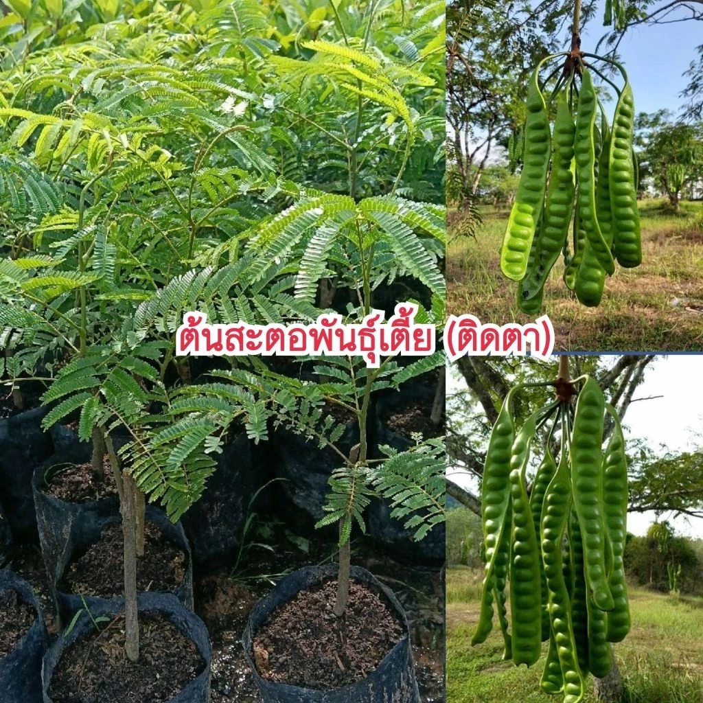 ต้นสะตอข้าวต้นเตี้ย (ติดตา) สูง 30-50 ซม. พันธุ์แท้