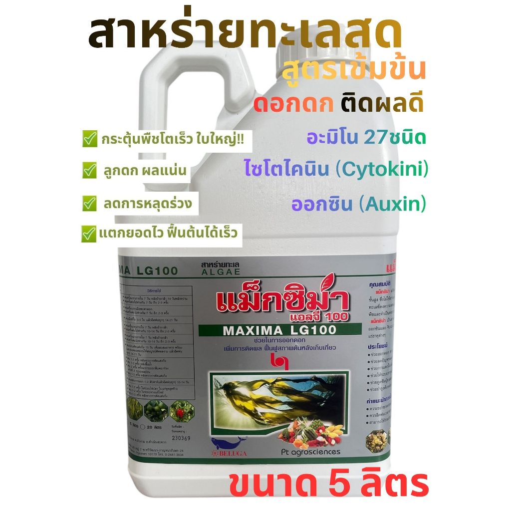 สาหร่าย 5 ลิตร+ อะมิโน + จิ๊บ+ไซโตไคนิน(แม็กซิม่า )สูตรเข้มข้น ช่วยการเปิดตาดอกติดผล ลดการหลุดร่วงของดอกและผลช่วยฟื้นต้น
