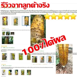 ใช้1ครั้ง ฆ่าแมลงวันได้100000ตัว สารล่อแมลงวันทอง เมทิลยูจินอล สเปรย์กาว 450ml ดักจับแมลงวันทอง กับดักแมลงวันทอง
