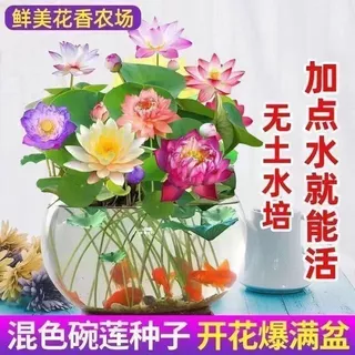 ผลผลิตสูง บรรจุ 10 เมล็ด สีผสม เมล็ดพันธุ์ ดอกบัวน้ำ เมล็ดบัวจิ๋ว Lotus Water Lily Seeds Hydroponic Lotus Flower Seed