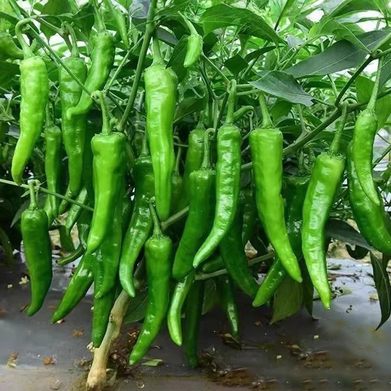 พริกหนุ่มเขียวเมล็ดพันธุ์พริกหนุ่มเขียว 100 เมล็ดงอกง่าย ขึ้นไวผลดกมาก