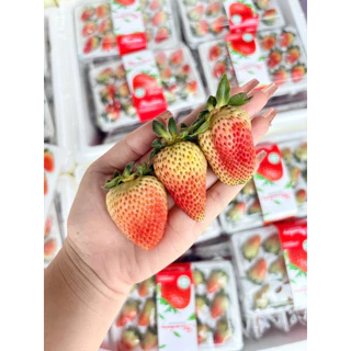 ส่งด่วน 4 ชม. สตอเบอร์รี่จีน สตอเบอร์รี่นำเข้าจากประเทศจีน แพ็คละ 15 ลูก หวานอมเปรี้ยว น้ำหนัก 350 กรัม ตู้ใหม่ สวย สด