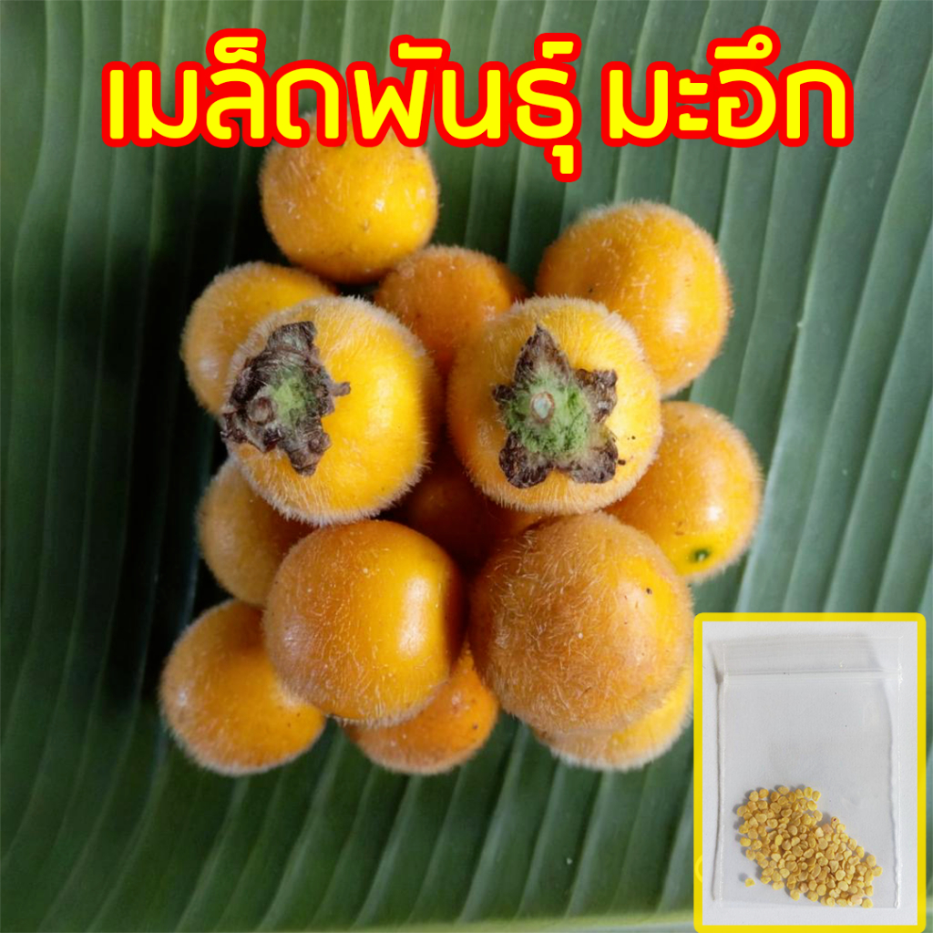 เมล็ดมะอึก มะเขือขน ซองละ 200เมล็ด  # ผักสวนครัว มะอึก  เมล็ดพันธุ์มะเขือขน เมล็ดพันธุ์ มะเขืออึก บักอึก