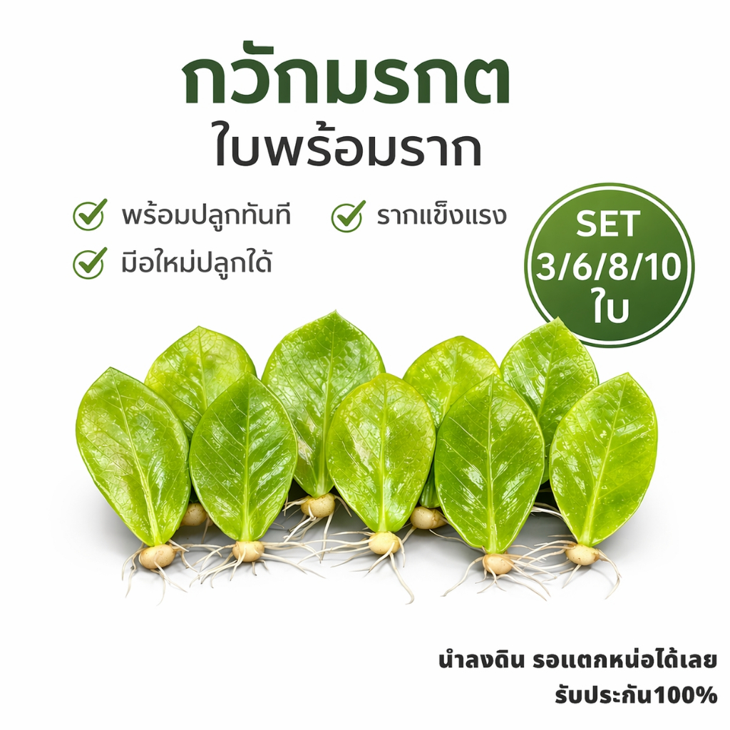 กวักมรกต ใบมีราก พร้อมปลูก ZZ Plant  รากแน่น ปลูกง่าย โตจริง  ไม้มงคลเรียกทรัพย์ เลี้ยงง่าย ทนแล้ง