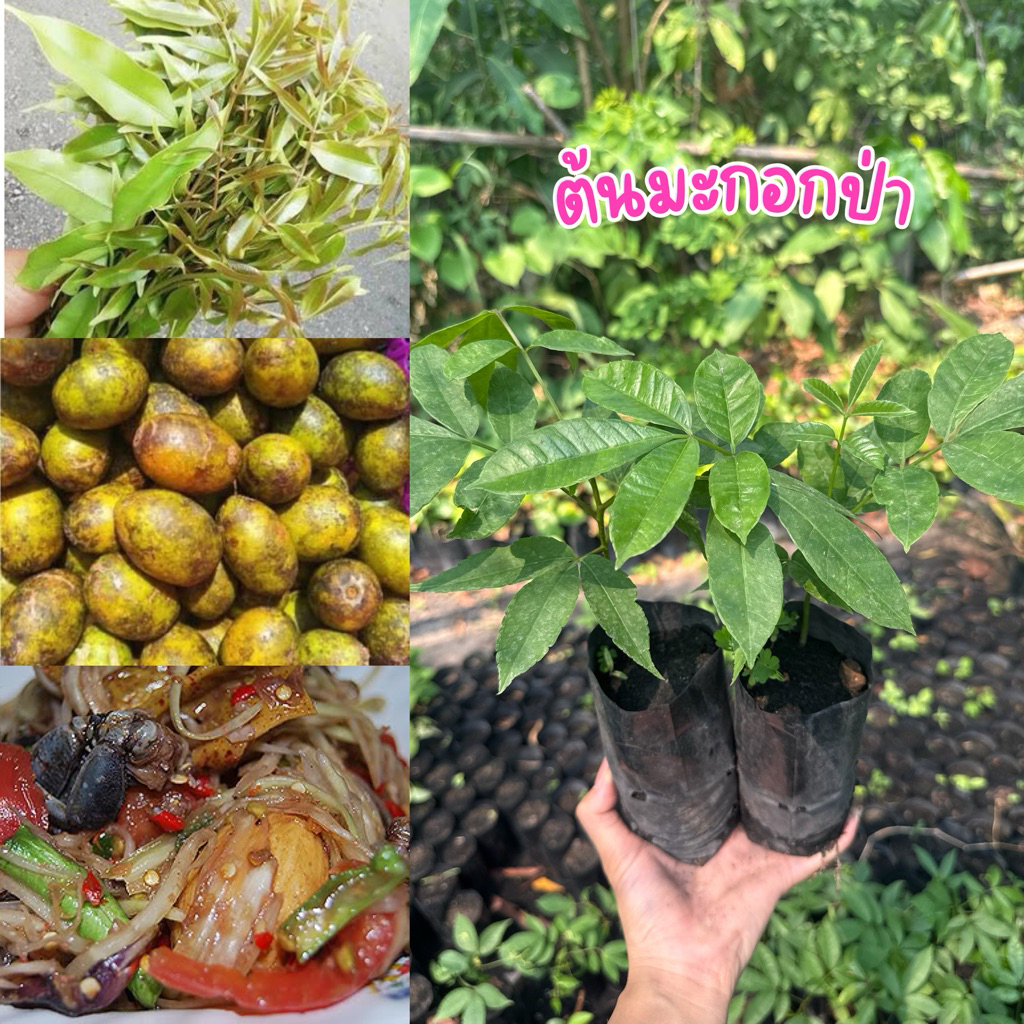 ต้นมะกอกป่า ใส่ส้มตำ มะกอกป่าแท้ ต้นพร้อมปลูก