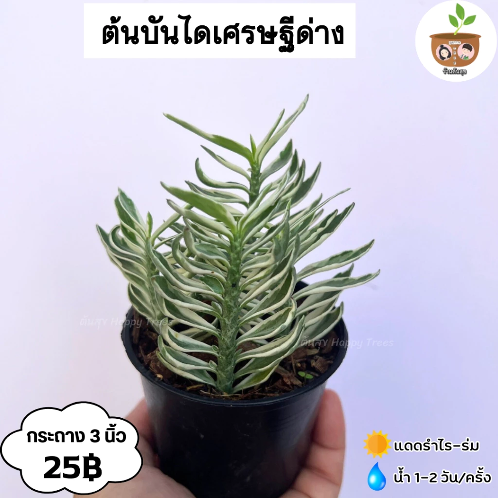 ต้นบันไดเศรษฐีด่าง จัดส่ง 2 ต้นขึ้นไป คละแบบได้