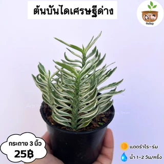 ต้นบันไดเศรษฐีด่าง จัดส่ง 2 ต้นขึ้นไป คละแบบได้