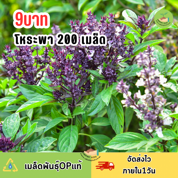 พิเศษ9บาท เมล็ดพันธุ์โหระพา 200 เมล็ด