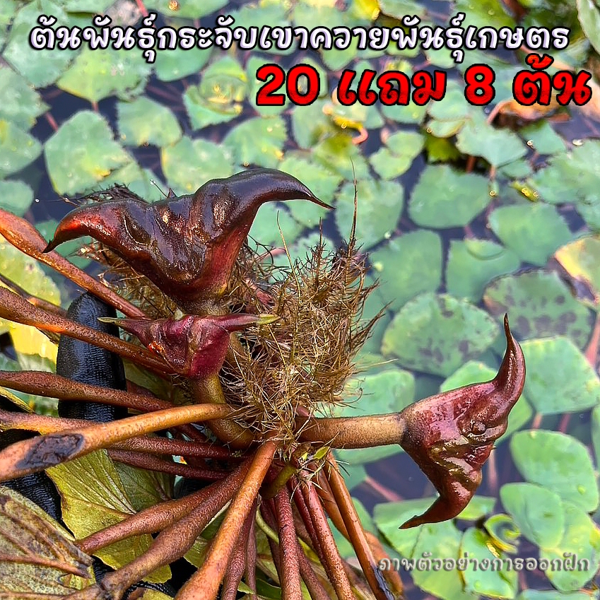 ต้นกระจับเขาควายพันธุ์เกษตร 20แถม8ต้น ฝักใหญ่จัมโบ้ ดก มัน หวาน กรอบ