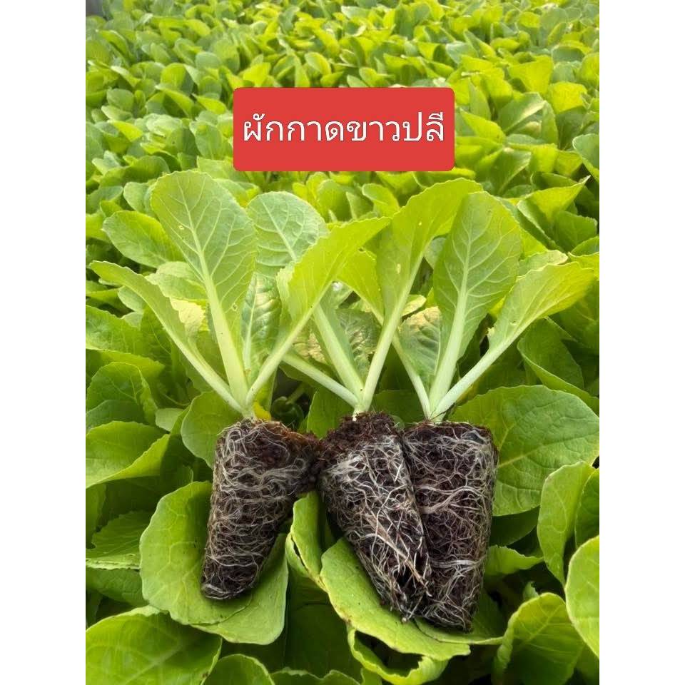 ต้นกล้าผักกาดขาวปลี เชต 50 ต้น พร้อมปลูกแข็งแรง  ต้นกล้าผักสวนครัว