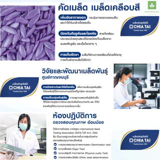 Easy เมล็ดพันธุ์ ผักกินผล ปลูกง่าย งอกดี โตไว เจียไต๋ แตงกวา ถั่วฝักยาว แตงโม เมล่อน ฟักทอง มะเขือ ผักซอง Seed ชุด2