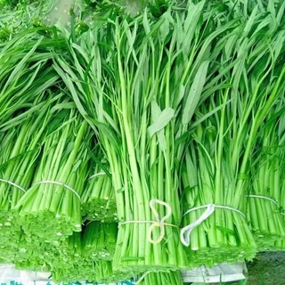 เมล็ดพันธุ์ผักบุ้งจีน 50 เมล็ดคุณภาพ อัตรางอกดี โตเร็ว เก็บเกี่ยวเร็วใน 25–30 วัน ได้ผลผลิตไว