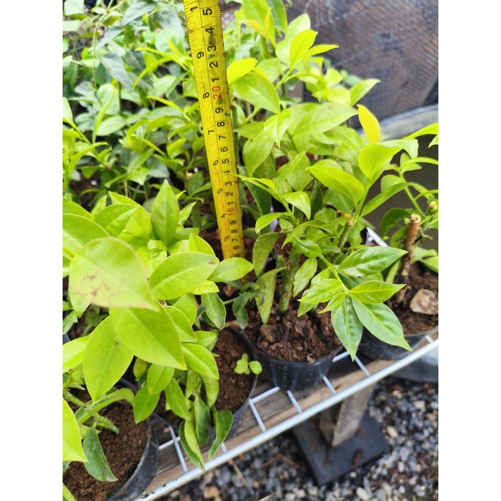 Barbados gooseberry, lemon vine มะยมบาร์เบโดส 2ต้นใน1กระถาง