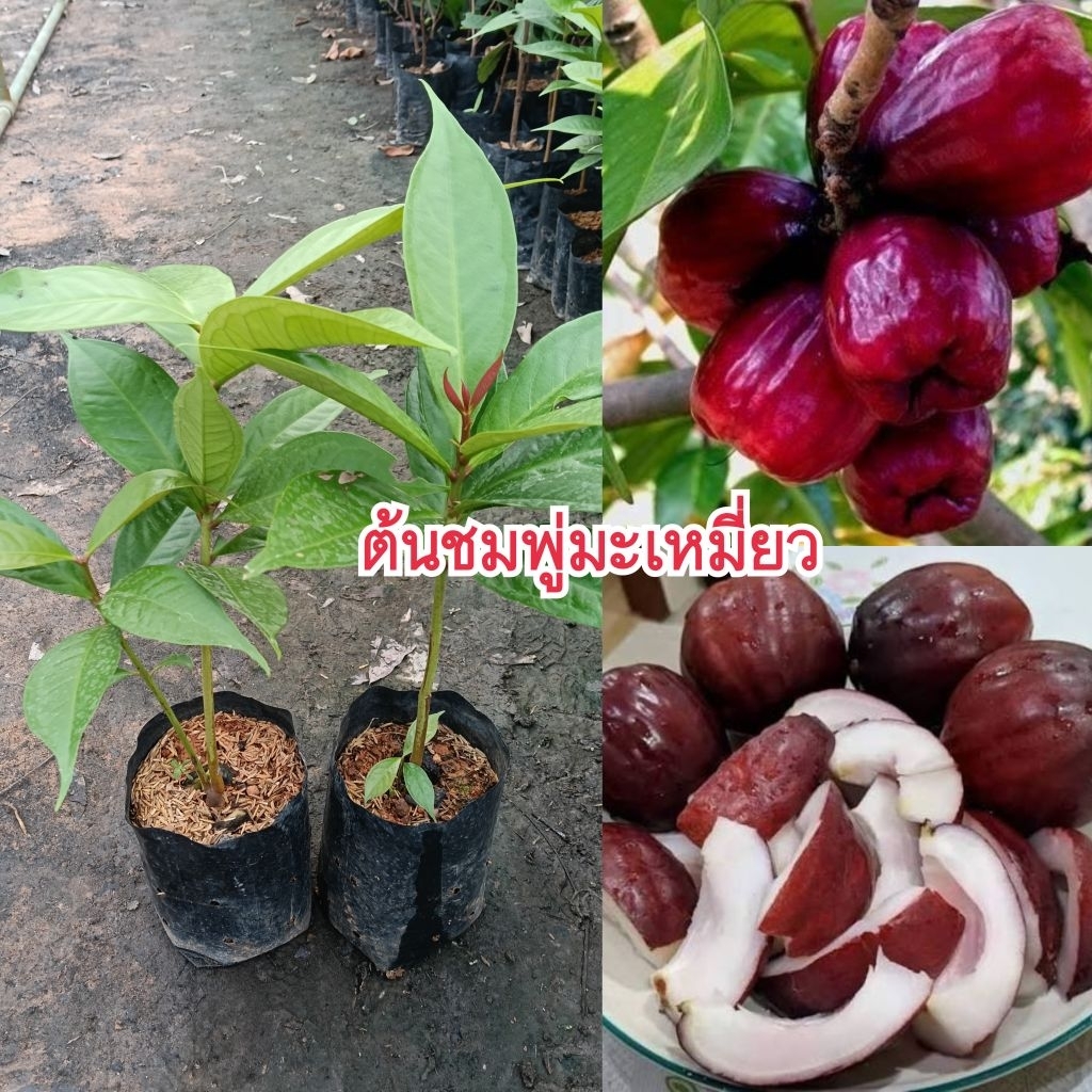 ต้นชมพู่มะเหมี่ยว ปลูกง่ายโตเร็ว ให้ผลดกมาก ชอบแดดจัด