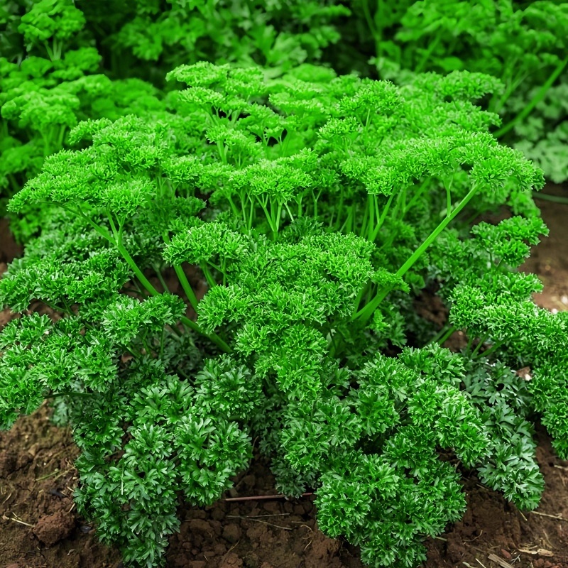 เมล็ดพันธุ์พาสลีย์ 100 เมล็ด ปลูกง่ายโตเร็ว ผลผลิตดี ใบหอม