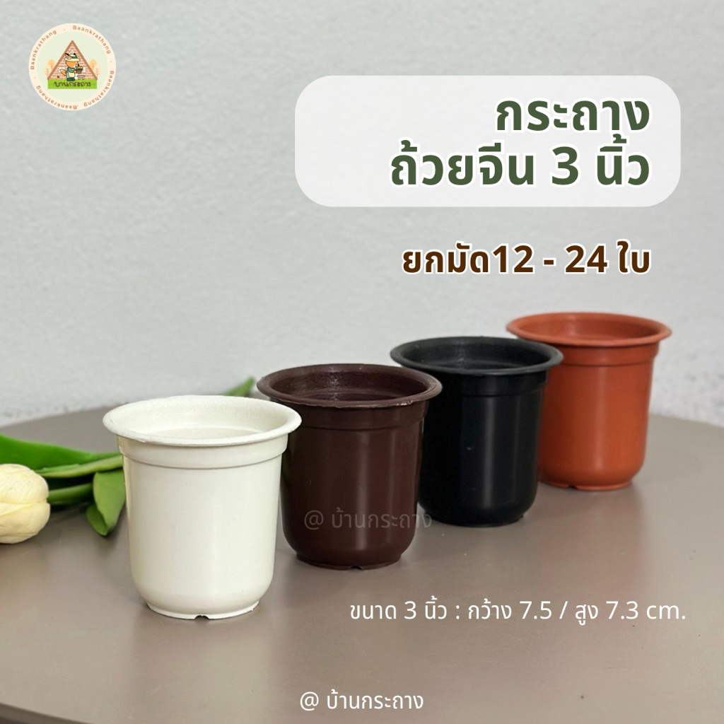 กระถางถ้วยจีน 3นิ้ว กระถางแคทตัส3นิ้ว ยกมัด 12-24ใบสุดคุ้ม