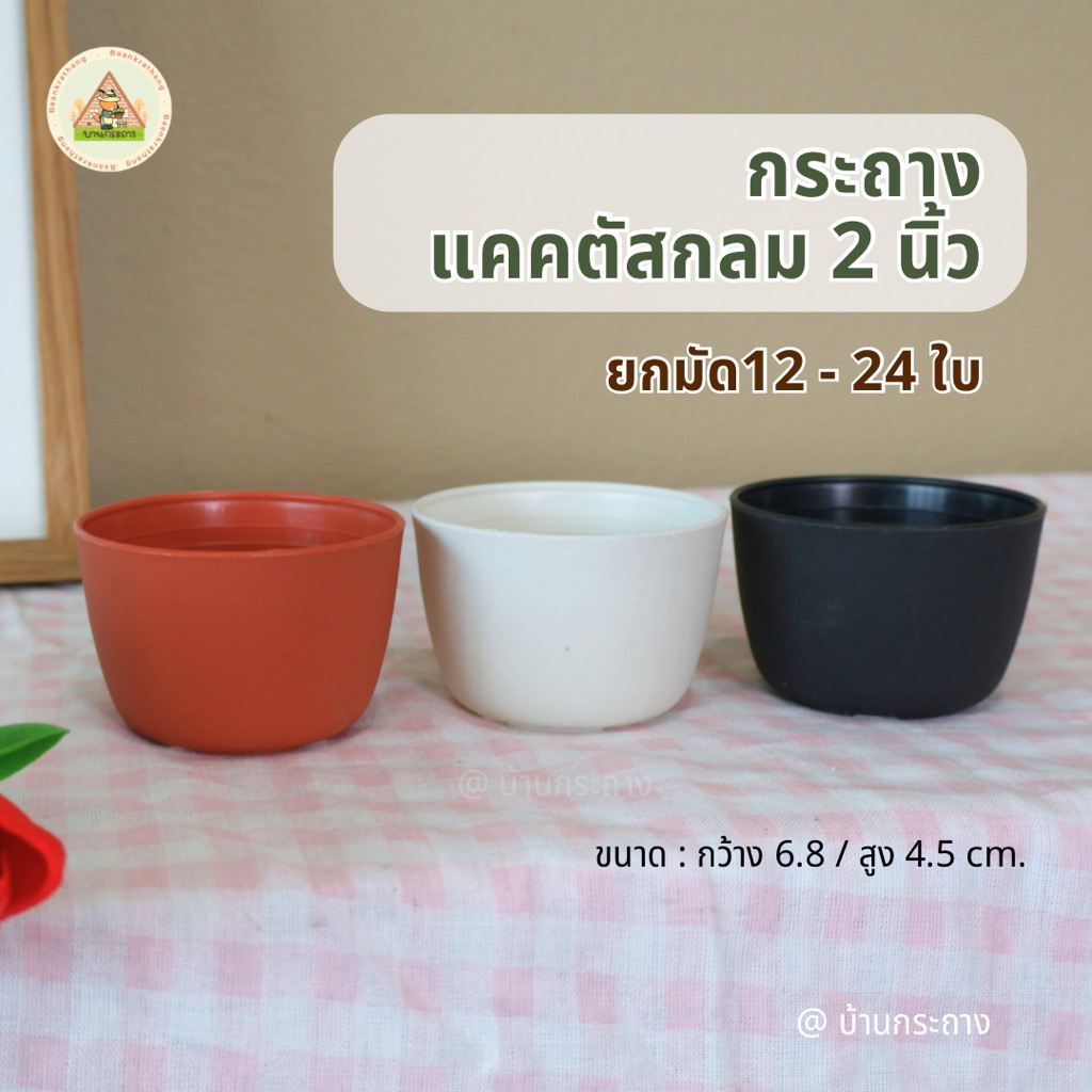 กระถางแคทตัสกลม 2นิ้ว ยกมัด 12-24ใบ