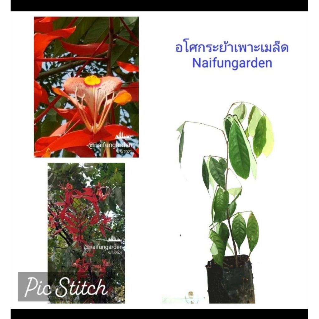 ต้นเพาะเมล็ด​อโศกระย้า​  โสกระย้า​  โศกระย้า​  เพาะเมล็ด.สูง 30 - 40 เซนติเมตร