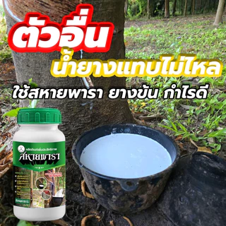 สหายพารา 1 ขวด (500 ml) ทาหน้ายาง เพิ่มน้ำยาง เปลือกนิ่ม กรีดง่าย (ทาได้ 500 ต้น)