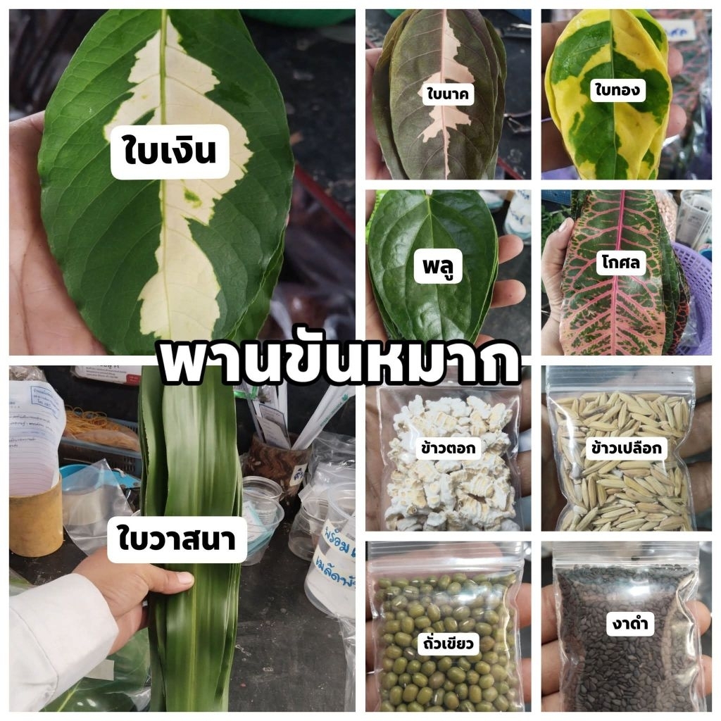ใบไม้มงคล กว่า 50 ชนิด เพื่อใช้ในพิธีมงคลต่างๆ(ชนิดละ 9 รูปที่ 7