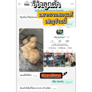 ไข่เชื้อไก่ซิลกี้อเมริกา ชุดรวมขน(ขนกลับ ขนซาติน ขนไหม) ราคาต่อ 1 ฟอง (ซื้อ 5 ฟอง แถม 1 ฟอง)