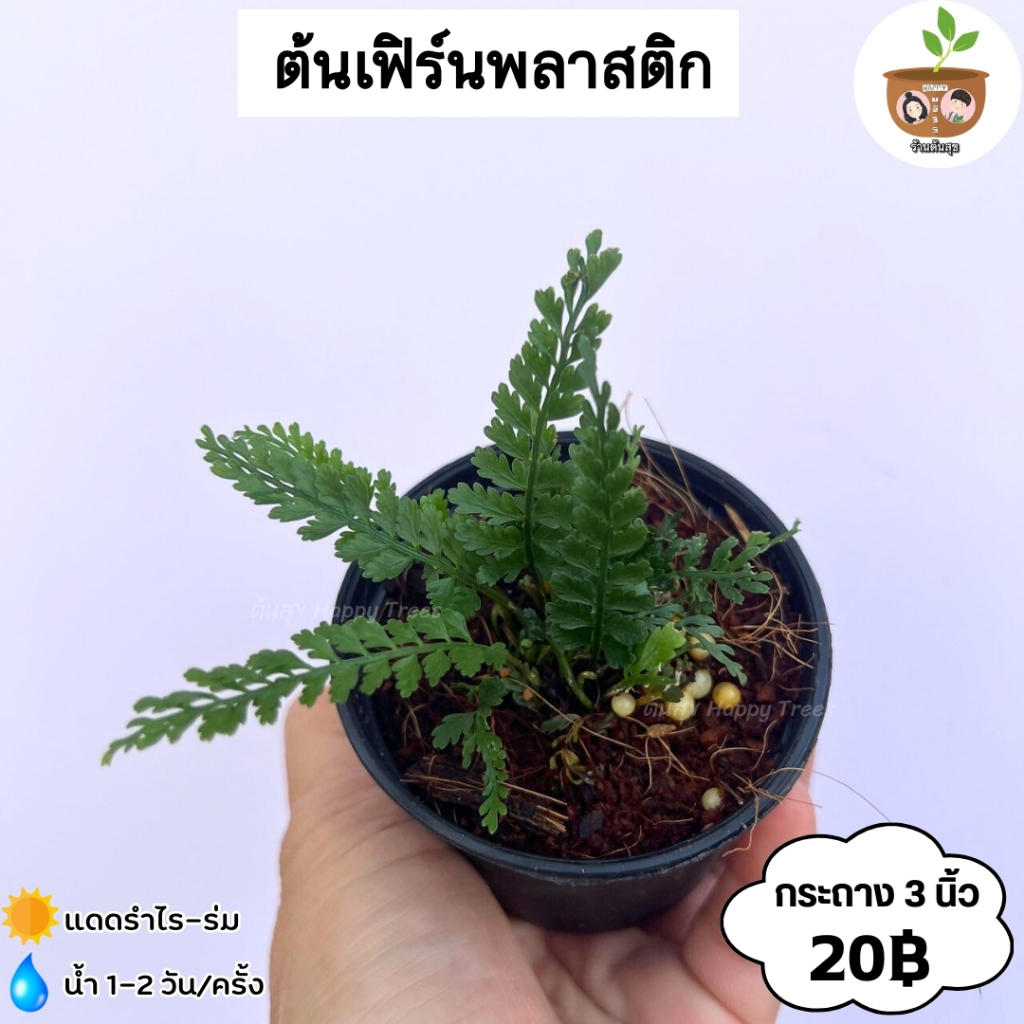 ต้นเฟิร์นพลาสติก จัดส่ง 2 ต้นขึ้นไป คละแบบได้