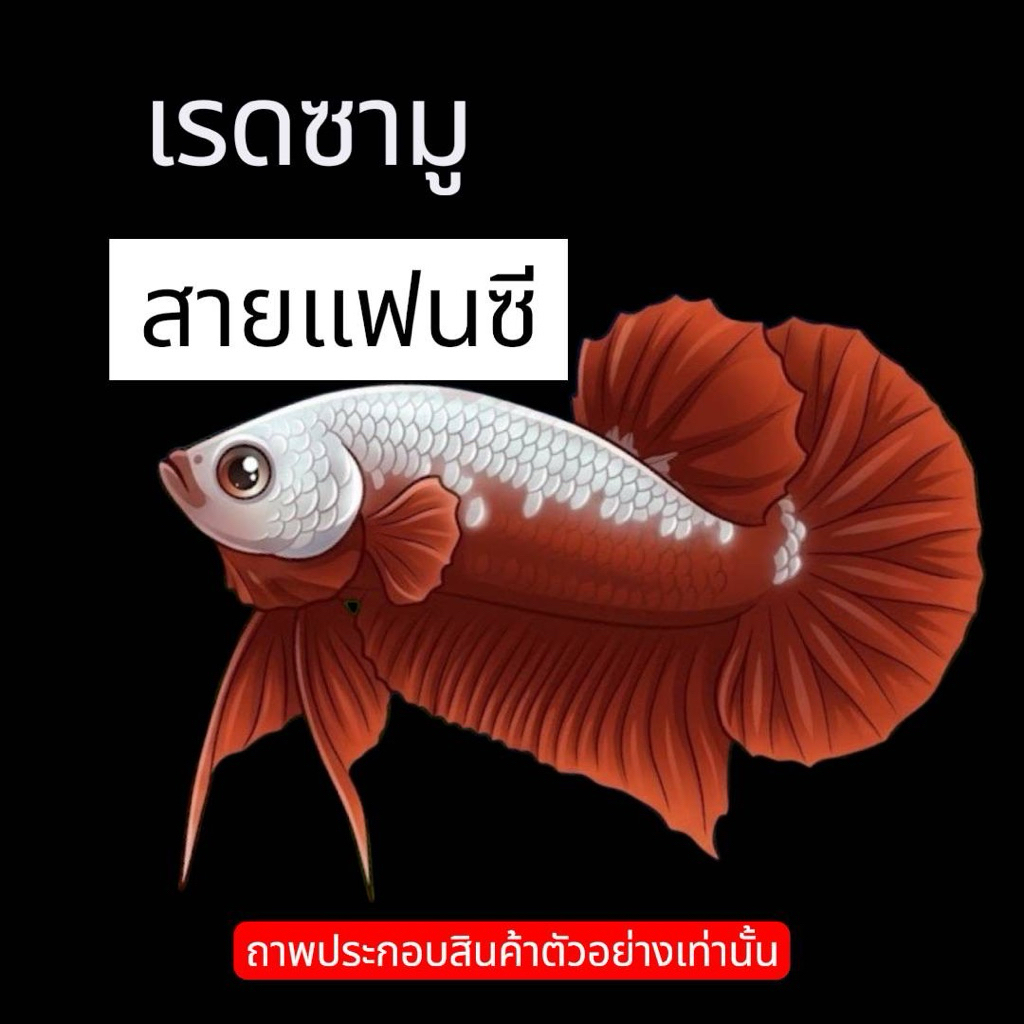 เรดซามู ตกแต่งตู้ปลาได้สวยงาม