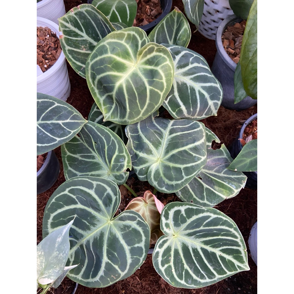 หน้าวัวใบไฮบริด Anthurium hybrid  ไม้เพาะจากเมล็ด