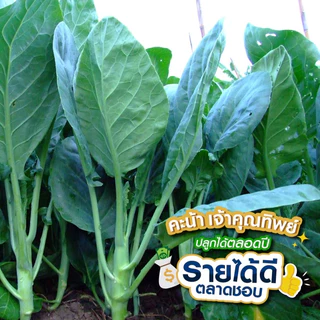 เมล็ดพันธุ์ คะน้า คะน้ายอด เจ้าคุณทิพย์ ตราเจียไต๋
