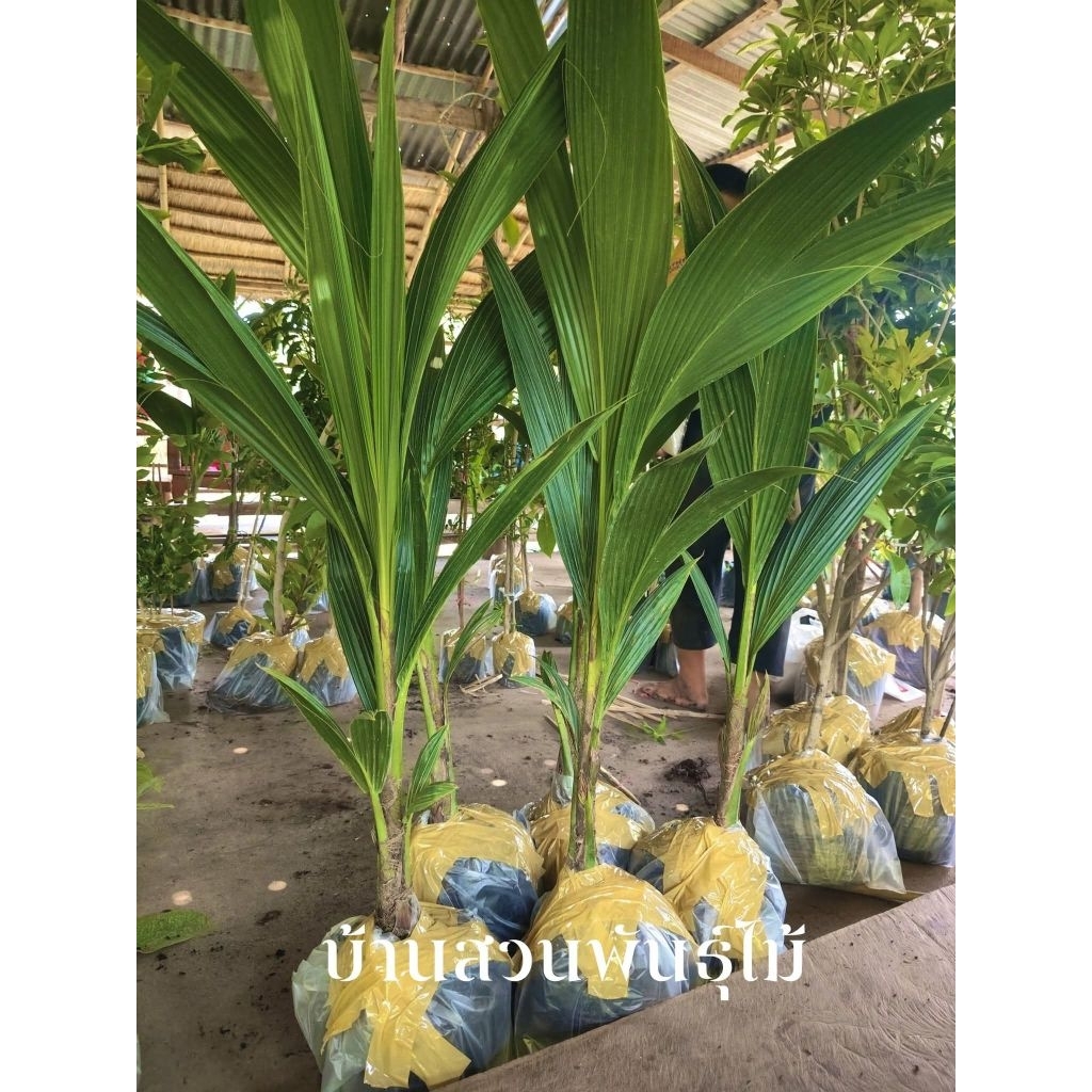 ต้นมะพร้าวน้ำหอมเตี้ย บ้านแพ้ว ต้นถุงชำ สูง 90-110 ซม.