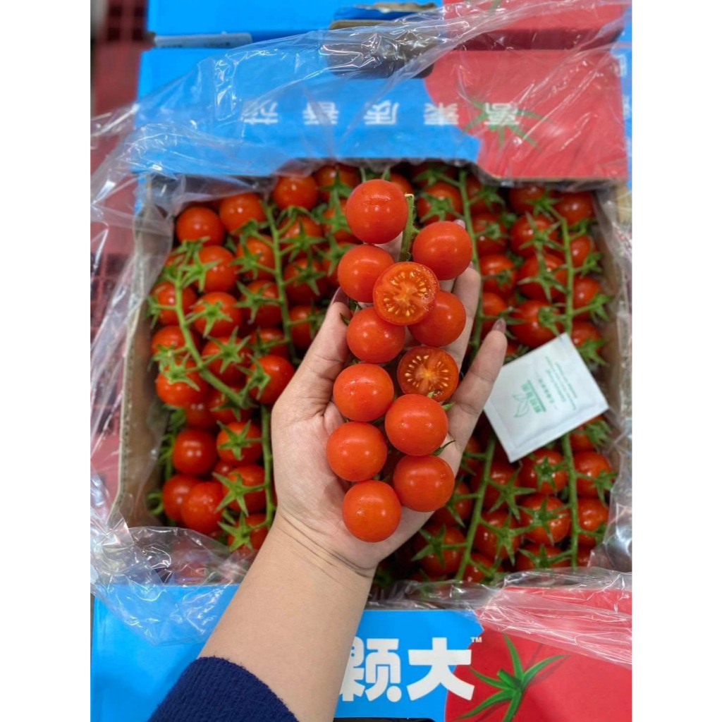 🍅มะเขือเทศเชอร์รี่🍅มะเขือเทศสายพันธุ์ญี่ปุ่น เกรดพรีเมียม พวงแน่นช่อสวย รสชาติหวาน ขนาดลูกพอดีคำ อร่อยแถมมีประโยชน์