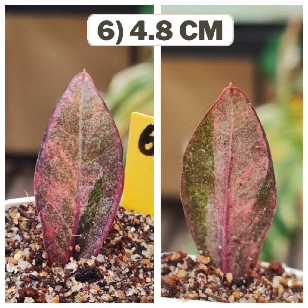 กวักดำด่าง Zamioculcas  Zamifolia Varigated ไม้ตัดสด แม่พันธ์ด่างชมพู กวักมรกตดำด่าง ขอดูรูปเพิ่มเติมได้