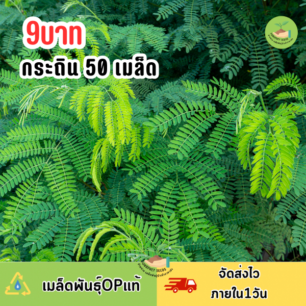 เมล็ดพันธุ์กระถินยอด 50 เมล็ด