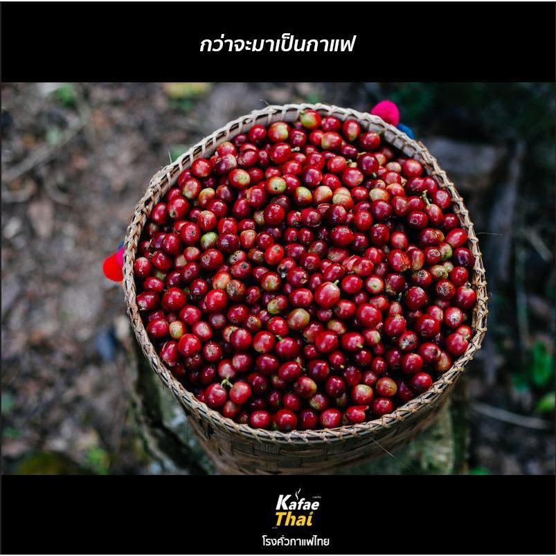 [ส่งฟรี] เมล็ดกาเเฟคั่ว Brazil Santos by KafaeThai  ขนาด 1 กิโลกรัม ราคา ถูกที่สุด ดีลบีเคเค แกลเลอรีภาพที่ 5