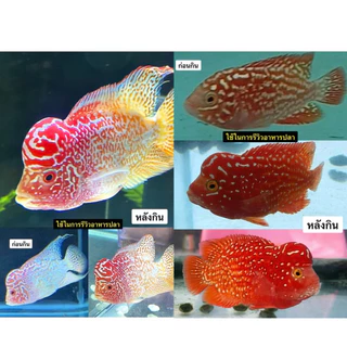 RedJet ขนาดทดลอง1ห่อ20กรัม สูตรเร่งสีเข้มข้นสำหรับปลาสวยงามทุกสายพันธุ์