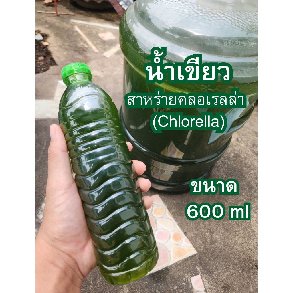 หัวเชื้อน้ำเขียวสาหร่ายคลอเรลล่า (Chlorella) สูตรเข้มข้น บูมจัด 1 ขวด ขนาด 600 ml