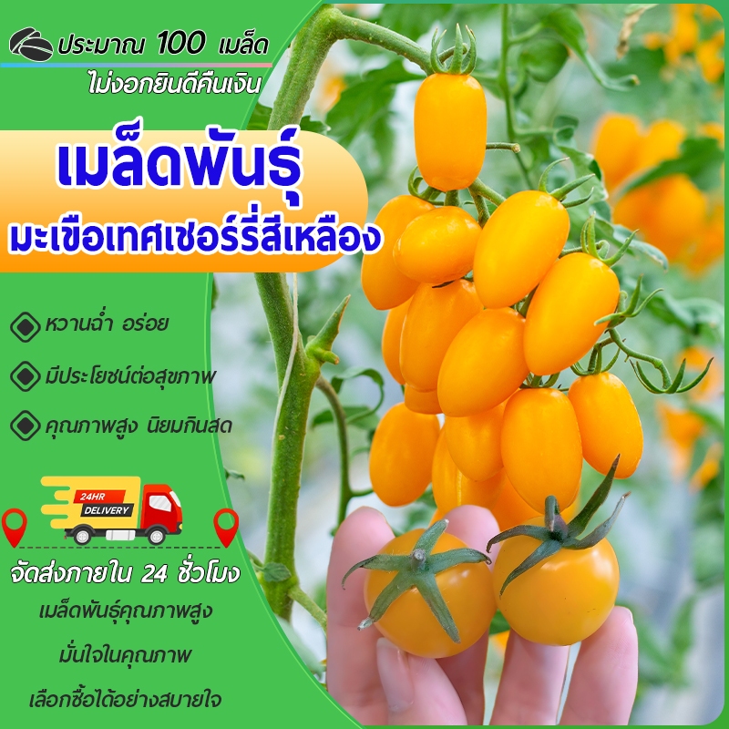 100เมล็ด เมล็ดพันธุ์ มะเขือเทศ เชอรี่ สีเหลือง เมล็ด ทรงรี รสหวาน นิยมกินสด ผลดก เมล็ดผลไม้