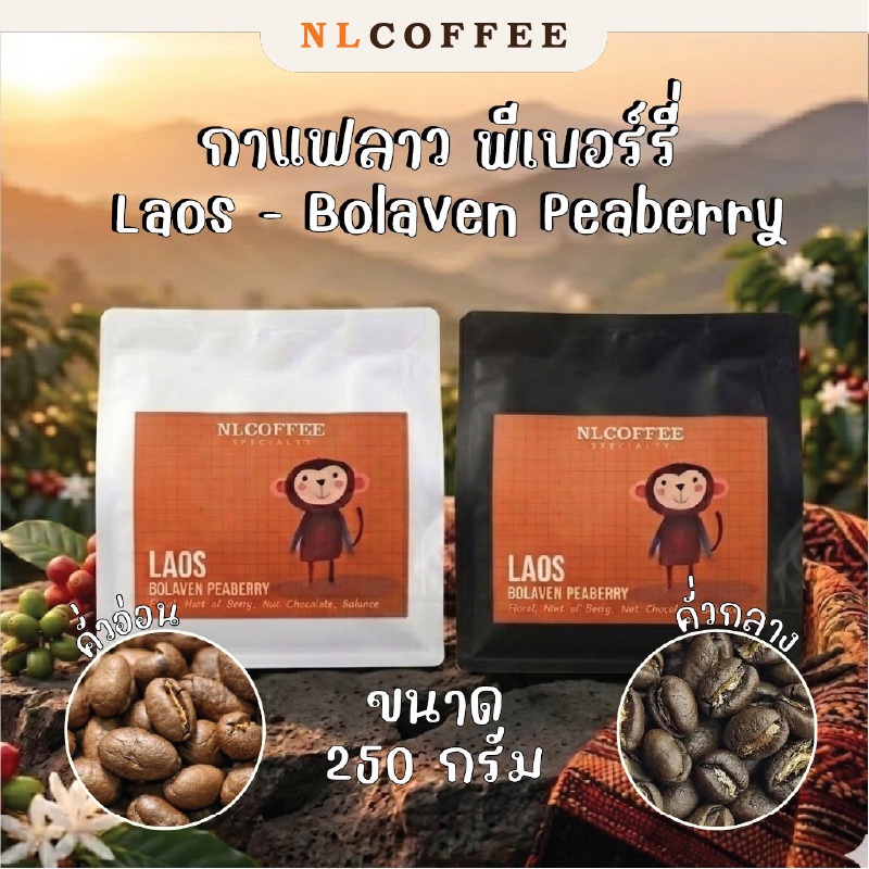 (ใหม่) NLCOFFEE เมล็ดกาแฟ Laos - Bolaven Peaberry