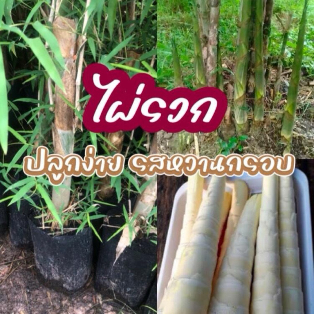 ไผ่รวก 1 ต้น สวยแข็งแรงพร้อมปลูก