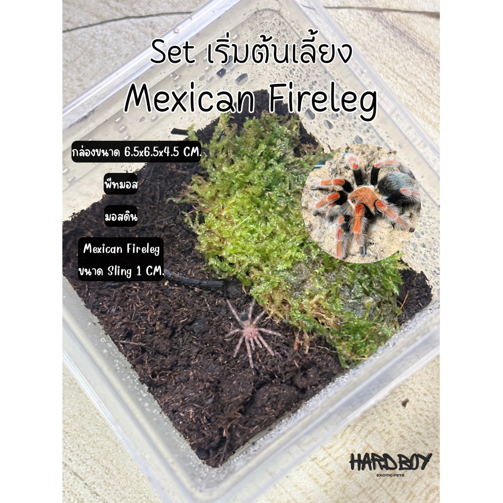Set เลี้ยง Mexican Fireleg Tarantula (ไซส์ Sling 1–1.5 cm)