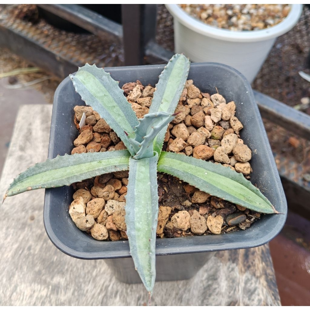 agave​    🌵​lemon.lime🌵​
